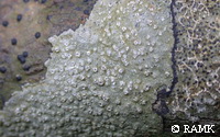 Ocellularia sp..JPG